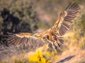 Griffon vulture flying and landing Royalty Free Stock Photo