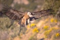 Griffon vulture flying and landing Royalty Free Stock Photo