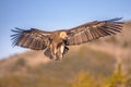 Griffon vulture flying and landing Royalty Free Stock Photo