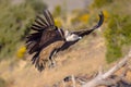 Griffon vulture flying and landing Royalty Free Stock Photo