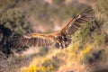 Griffon vulture flying and landing Royalty Free Stock Photo