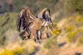 Griffon vulture flying and landing Royalty Free Stock Photo