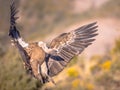 Griffon vulture flying and landing Royalty Free Stock Photo