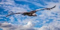 Griffon Vulture flying high Royalty Free Stock Photo