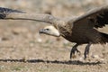 Griffon vulture flying off. Royalty Free Stock Photo