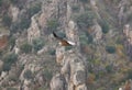Griffon vulture flying over a cliffs area. Spain Royalty Free Stock Photo