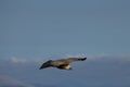 Gyps fulvus flying with clouds in the background and blue sky