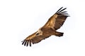 Griffon vulture flying on white background Royalty Free Stock Photo