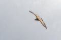 Griffon vulture in a free flight