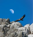 Griffon Vulture gliding against a daytime half Moon, Monfrague, Royalty Free Stock Photo