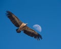 Griffon Vulture gliding against a daytime half Moon, Monfrague, Royalty Free Stock Photo