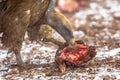 Griffon vulture group Royalty Free Stock Photo