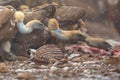 Griffon vulture group Royalty Free Stock Photo