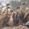 Griffon vulture group Royalty Free Stock Photo