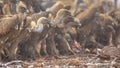 Griffon vulture group Royalty Free Stock Photo