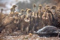 Griffon vulture group foraging Royalty Free Stock Photo