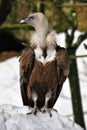 Griffon Vulture (Gyps fulvus) Royalty Free Stock Photo