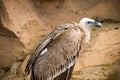 Griffon vulture (Gyps fulvus) Royalty Free Stock Photo