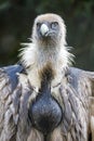 Griffon vulture Gyps fulvus