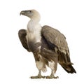 Griffon Vulture - Gyps fulvus Royalty Free Stock Photo