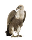 Griffon Vulture - Gyps fulvus