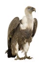 Griffon Vulture - Gyps fulvus