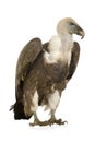 Griffon Vulture - Gyps fulvus Royalty Free Stock Photo