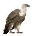 Griffon Vulture - Gyps fulvus Royalty Free Stock Photo