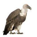 Griffon Vulture - Gyps fulvus