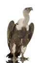 Griffon Vulture - Gyps fulvus