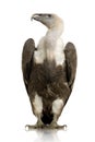 Griffon Vulture - Gyps fulvus