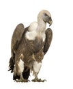 Griffon Vulture - Gyps fulvus Royalty Free Stock Photo