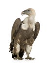 Griffon Vulture - Gyps fulvus