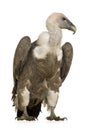 Griffon Vulture - Gyps fulvus