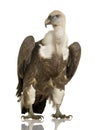 Griffon Vulture - Gyps fulvus