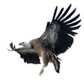 Griffon Vulture - Gyps fulvus Royalty Free Stock Photo