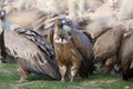 The griffon vulture Gyps fulvus, a vulture with a background consisting of afighting flock of vultures. A large group of Royalty Free Stock Photo