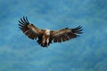 Griffon Vulture, Gyps fulvus, big bird flying in the forest mountain, nature habitat, Madzarovo, Bulgaria, Eastern Rhodopes. Wildl