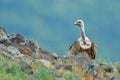 Griffon Vulture, Gyps fulvus, big bird of prey sitting on stone, rock mountain, nature habitat, Madzarovo, Bulgaria, Eastern Rhodo