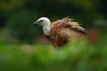 Griffon Vulture, Gyps fulvus, big bird of prey sitting on stone, rock mountain, nature habitat, Madzarovo, Bulgaria, Eastern Rhodo