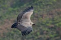 Griffon Vulture, Gyps fulvus, big birds of prey flying above the moountain. Vulture in the stone. Bird in the nature habitat, Spai Royalty Free Stock Photo