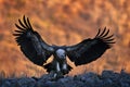 Griffon Vulture, Gyps fulvus, big birds of prey sitting on rocky mountain, nature habitat, Madzarovo, Bulgaria, Eastern Rhodopes.