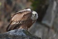 Griffon Vulture, Gyps fulvus, Big birds of prey sitting on the stone, rock mountain, France Royalty Free Stock Photo