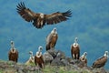 Griffon Vulture, Gyps fulvus, big birds of prey sitting on stone, rock mountain, nature habitat, Madzarovo, Bulgaria, Eastern Rhod Royalty Free Stock Photo