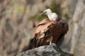 Griffon Vulture, Gyps fulvus, big birds of prey sitting on the stone, rock mountain, nature habitat, Spain. Wildlife scene from na Royalty Free Stock Photo