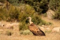 The Griffon vulture Gyps fulvus calmly sitting on the dry grassland. Green trees in background