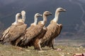 Griffon Vulture Gyps fulvus in the Cantabrian Mountains. Leon, Spain Royalty Free Stock Photo