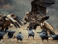 Griffon vulture Gyps fulvus and Cinereous vulture Aegypius monachus fight