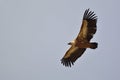 Griffon Vulture, Crete