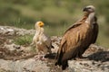 Griffon Vulture Gyps fulvus Egyptian Vulture Neophron percnopterus, carrion birds Royalty Free Stock Photo